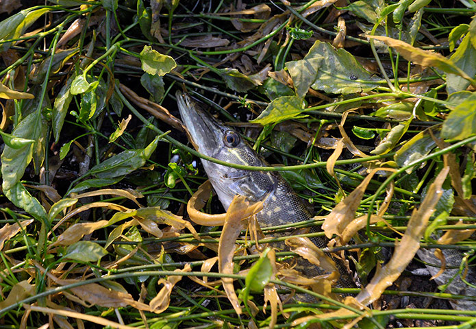 Week in wildlife: A young pike is seen in water grass 
