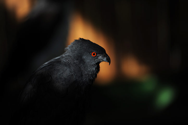 Week in wildlife: A crane hawk (Geranospiza caerulescens)