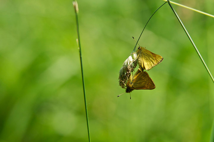 Week in wildlife: Small Skipper