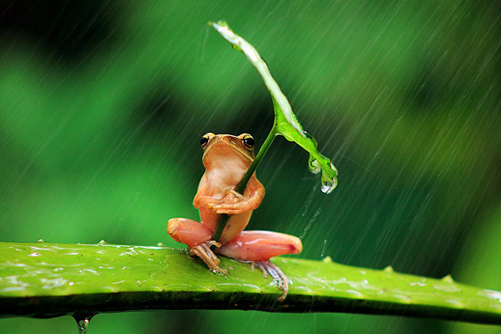 20 Photos: A tree frog clutches a leaf angled towards the rain in Jember, East Java