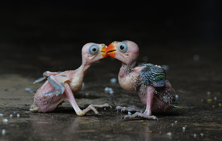 20 Photos: A pair of Indian parrot hatchlings are photographed in Dimapur, India