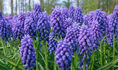 Bluebells in the woods