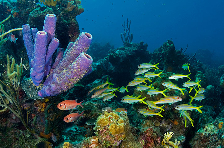 Catlin Seaview Survey: Caribbean Launch