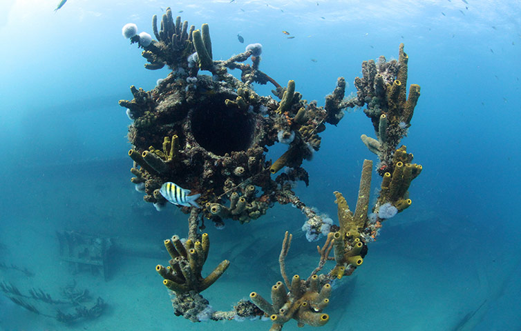 Catlin Seaview Survey: Caribbean Launch