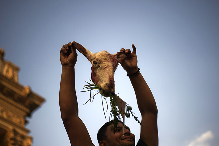 Protests in Egypt: A protester holds up the head of a sheep outside the presidential palace