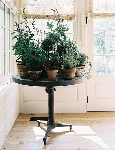 homes - stylists feature: potted plants on table in room