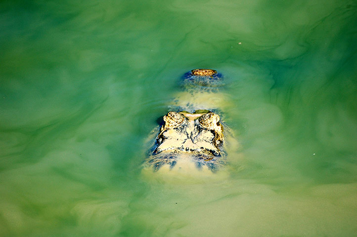 Your Pictures - Tropical: Crocodile in the river 