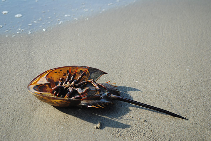 Your Pictures - Tropical: Dead crab washed up on beach