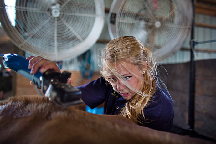 Iowa County Fair: Courtney Putz trims the hair on her cow's back after treating it with adhes