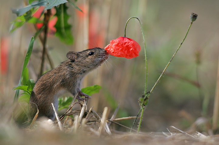 WildPhotos 2013 Speakers: A striped field mouse by Grzegorz Lesniewski