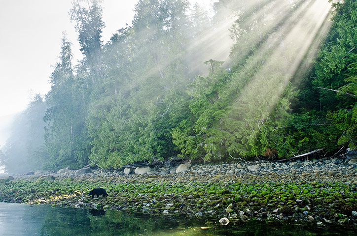 WildPhotos 2013 Speakers: A coastal black bear by Connor Stefanison