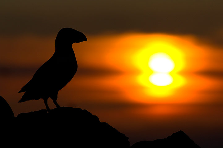 WildPhotos 2013 Speakers: Atlantic Puffins by Bertie Gregory