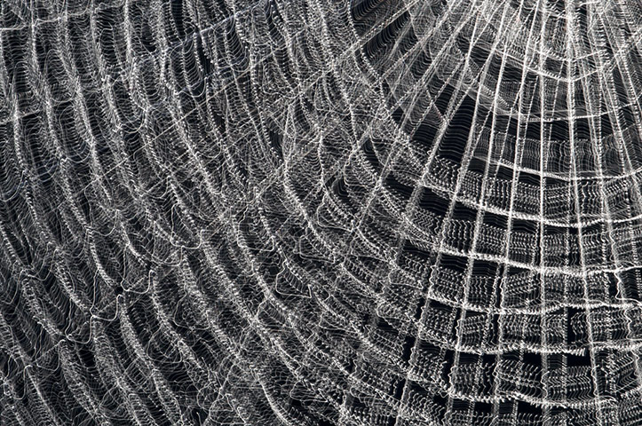 WildPhotos 2013 Speakers: A spider's web by  Jodie Randall