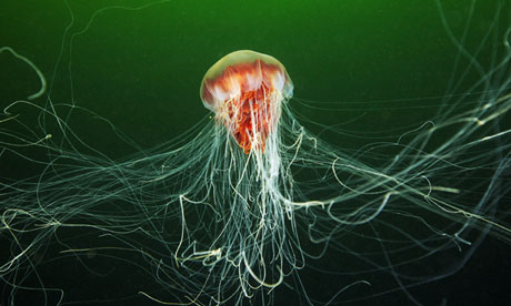 Jellyfish