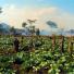 connect4climate: agricultural field