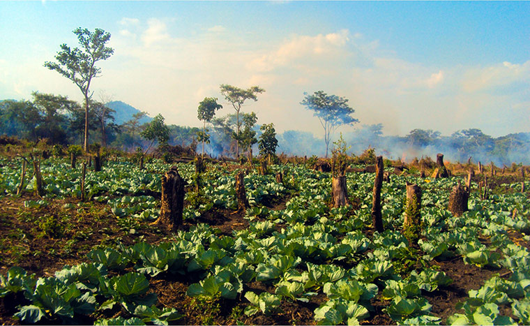 connect4climate: agricultural field