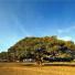 connect4climate: Large tree