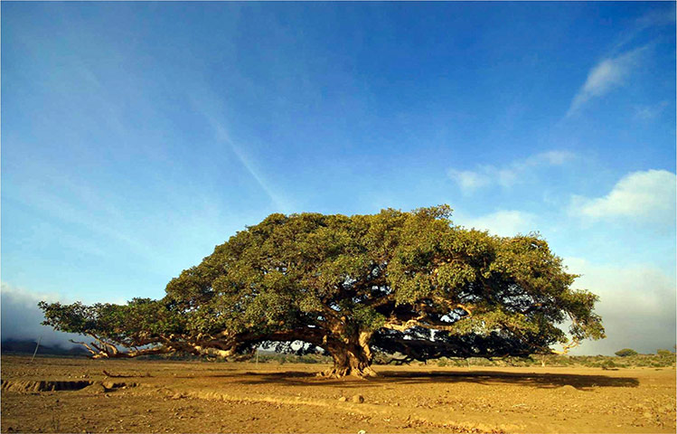 connect4climate: Large tree