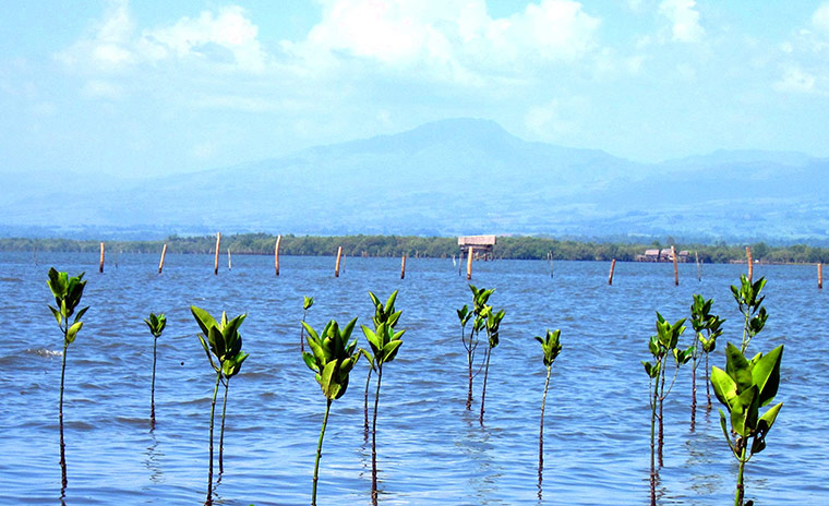 connect4climate: plant mangrove