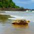 connect4climate: turtle on shore