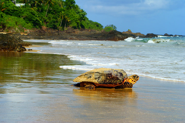 connect4climate: turtle on shore