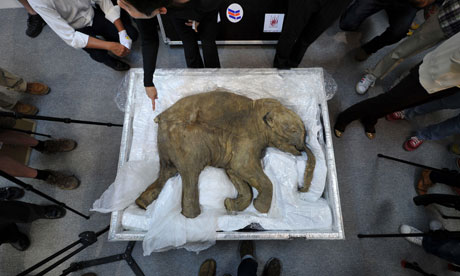 baby mammoth carcass