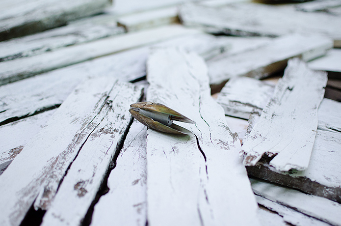 Cockatoo Island: Mussels 