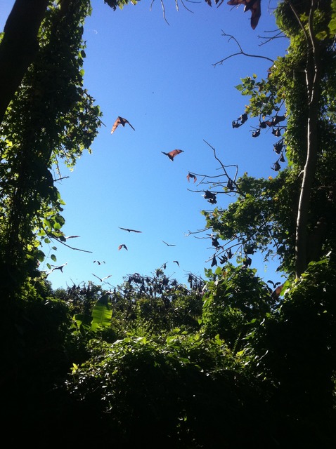 Flying foxes - GuardianWitness wildlife July