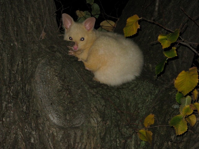 Albino possum - GuardianWitness wildlife July