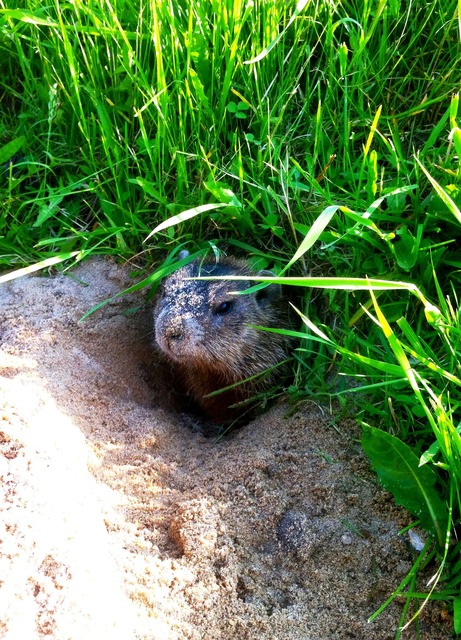Burrowing GuardianWitness wildlife July