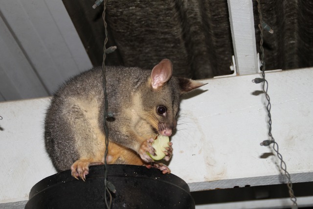 Possum snacking - GuardianWitness wildlife July