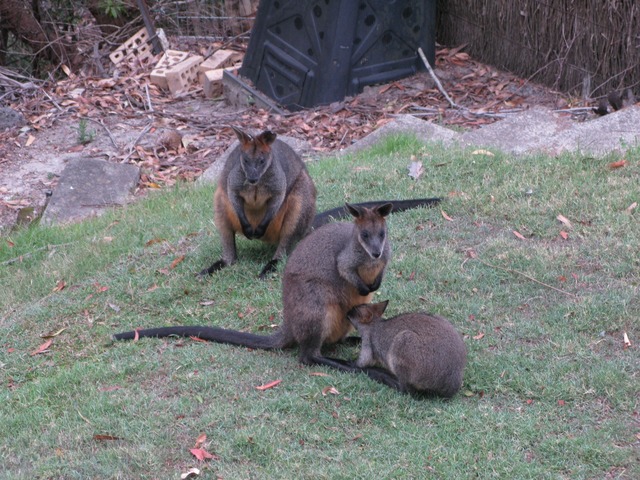 Wallabies - GuardianWitness wildlife July