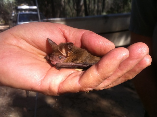 Long eared bat - GuardianWitness wildlife July