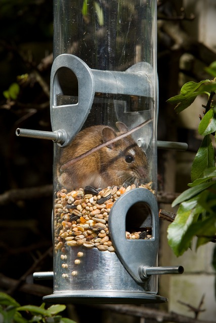 thief in the bird feeder - GuardianWitness wildlife July