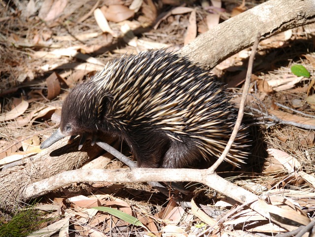 Echidna - GuardianWitness wildlife July