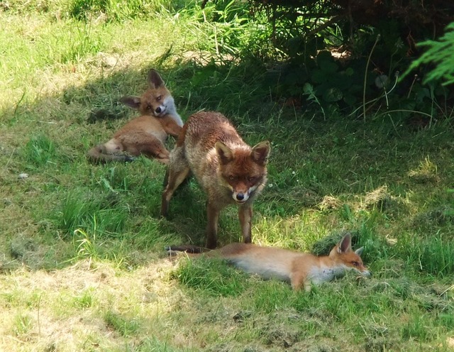 Foxes - GuardianWitness wildlife July