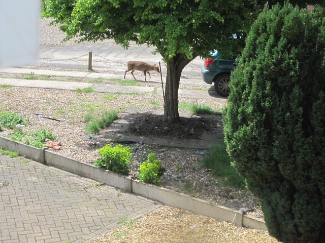 Muntjac deer - GuardianWitness wildlife July