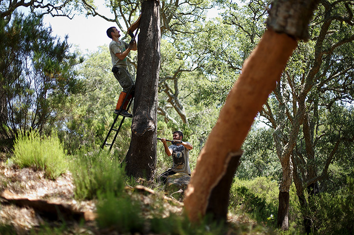 Cork Harvest: Axeman 'Hacha' Juan Manuel Barranco and Francisco Javier Jimenez remove the