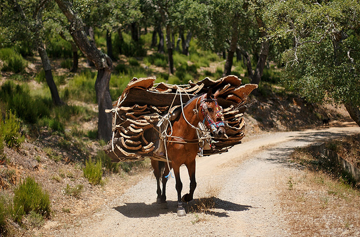 Cork Harvest: A mule carries bark from cork oaks