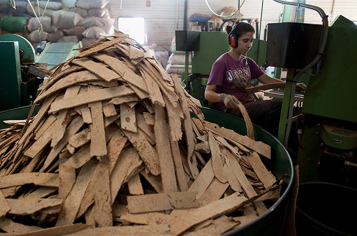 Cork Harvest: Cork Harvest in Spain
