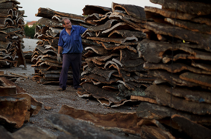 Cork Harvest: Modesto Sanchez prepares piles of cork planks for boiling at a factory in E