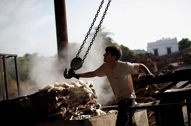Cork Harvest: Ezequiel Rodriguez, 21, takes out a pile of cork planks from boiling at a f
