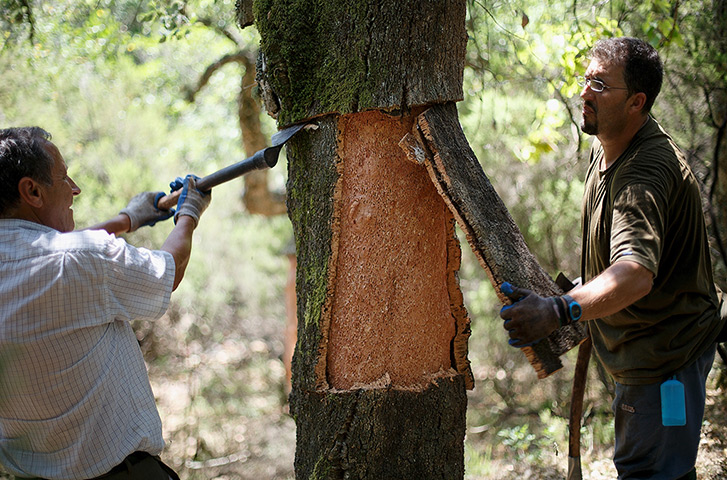 Cork Harvest: Two axemen 'Hachas' remove the bark of a cork oak