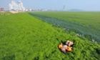 A child plays at the beach in Qingdao, China. A large quantity of non-poisonous green seaweed, enteromorpha prolifera, hit the Qingdao coast in recent days.