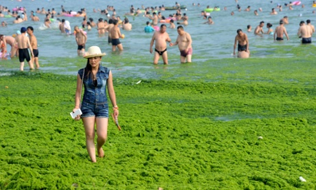 Tourists bath at a beach covered by a thick layer of green algae in Qingdao, China.