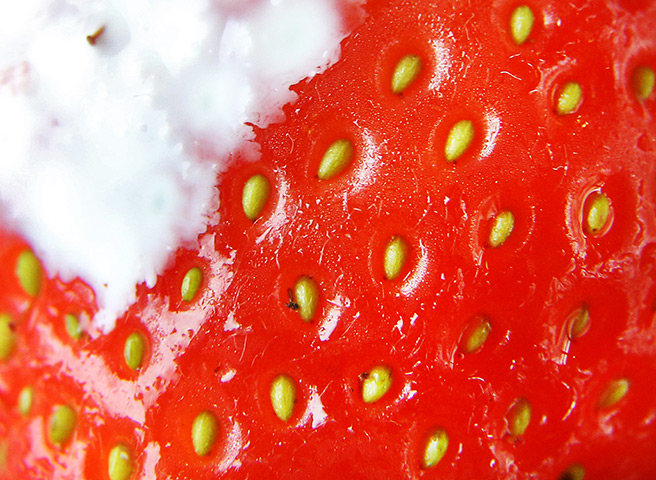Close up Wimbledon: A single strawberry with cream