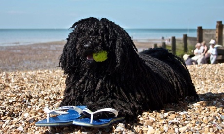 Angus loves flip flops