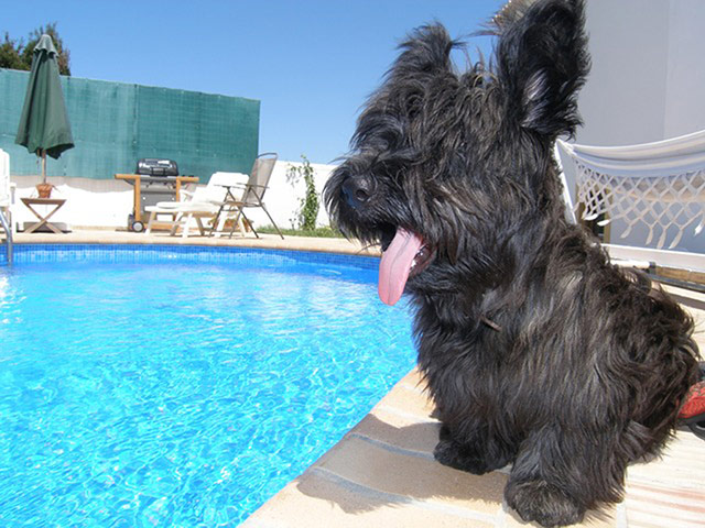 Glamorous pets: dog by swimming pool