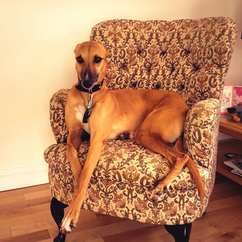 Glamorous pets: dog on chair