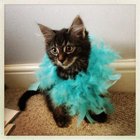 Glamorous pets: cat wearing feathers